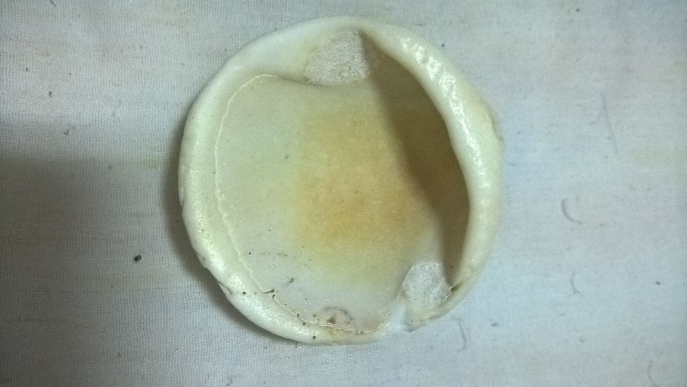 Concha redonda cinza e bege