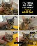 Setúbal / Margem Sul / Lisboa — 5 bebés para adoção