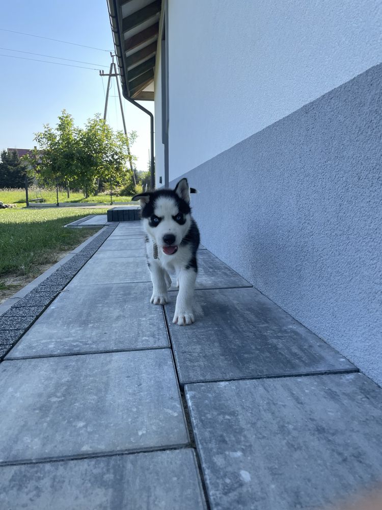 Szczeniak Syberian Husky
