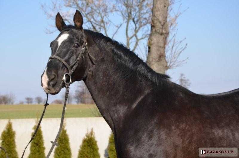 Kare wałachy po oldenburskim Grand Master
