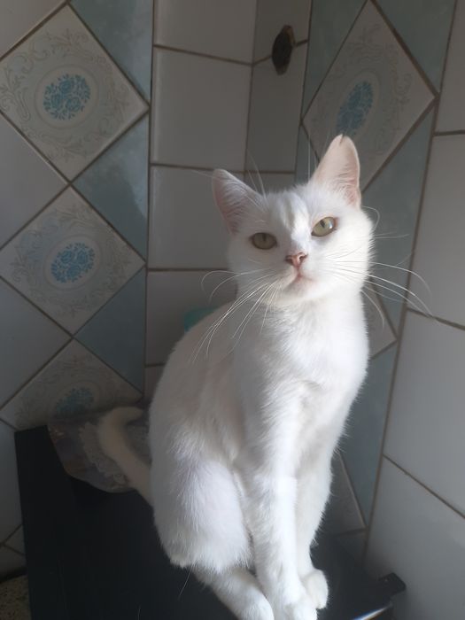 Отдам белую кошку, стерилизована,привита, 1 год