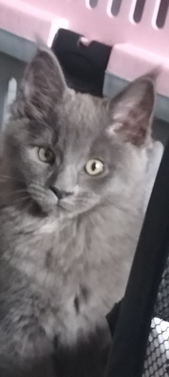 Kocurek Maine Coon FPL