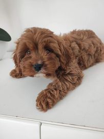 Cavapoo f1 Cavoodle Piesek