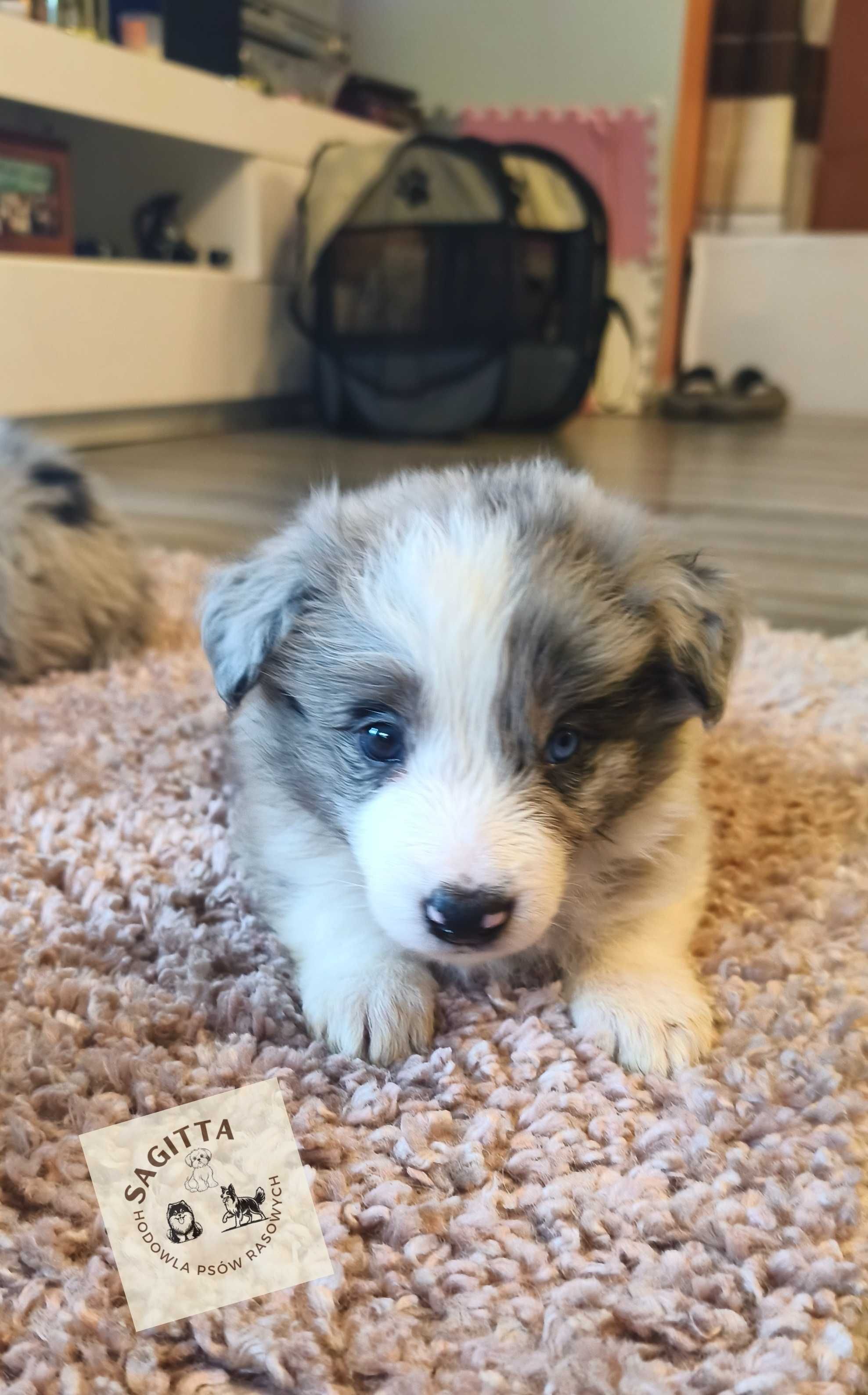Border Collie ślicznotka - piękna suczka