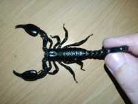 Skorpion Heterometrus sp