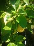 Pomelo, cytryna skierniewicka, variegata gałązki