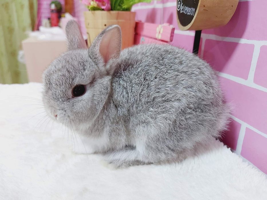 Mini Coelhos anões + gaiola nova + alimentação adequada