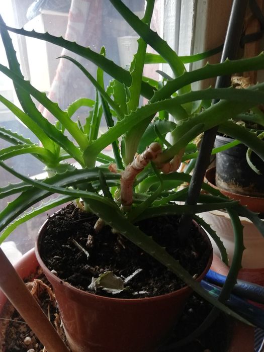 Каланхое. Столетник алое продам