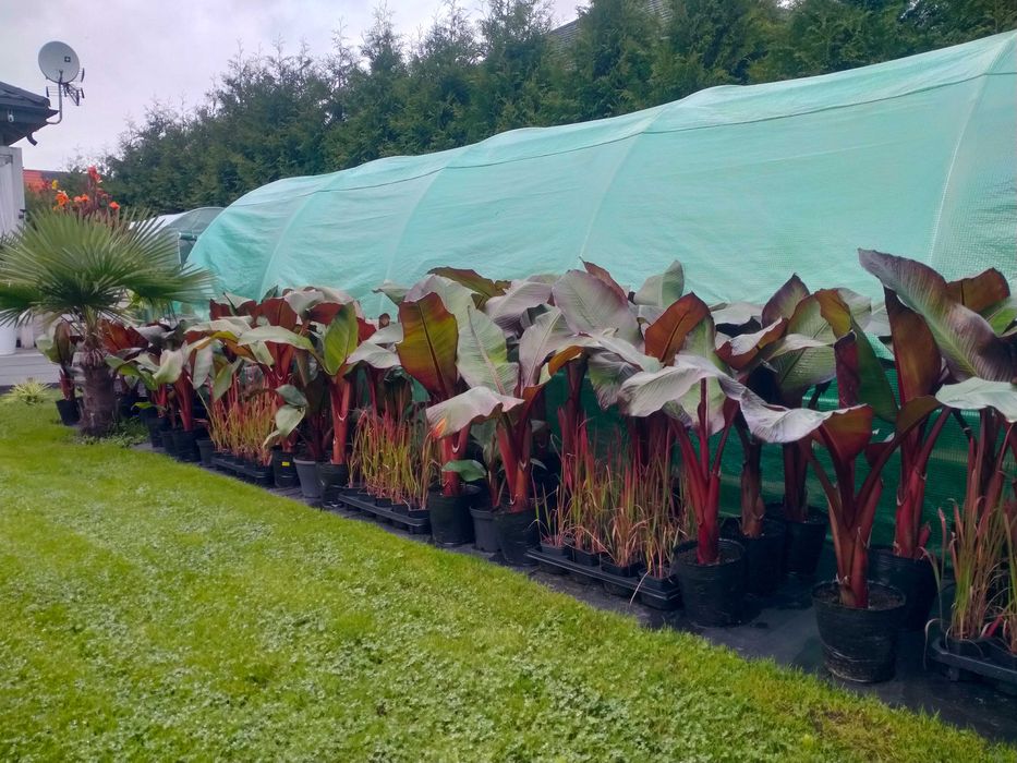 Bananowiec abisyński Ensete ventricosum maurelli ZAPRASZAM NA WIOSNĘ!