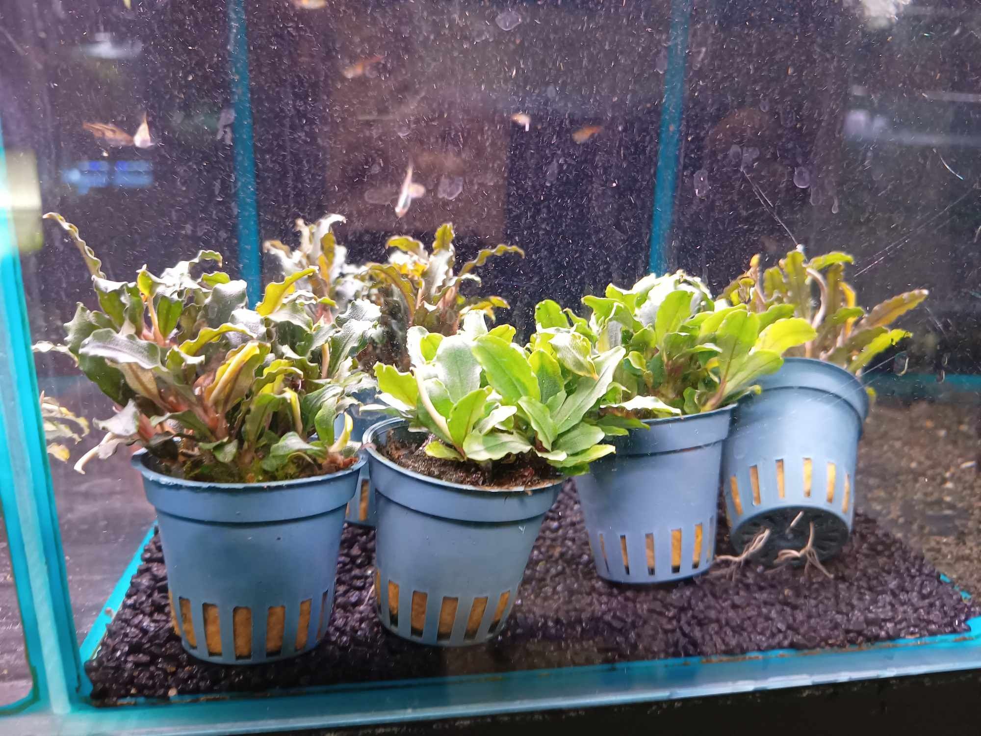 Bucefalandra od Neon Zoo