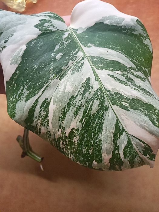 Монстера Альба вар.