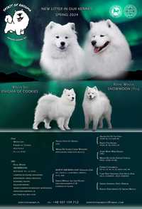 Szczeniak Samoyed ZKwP/FCI po championach!