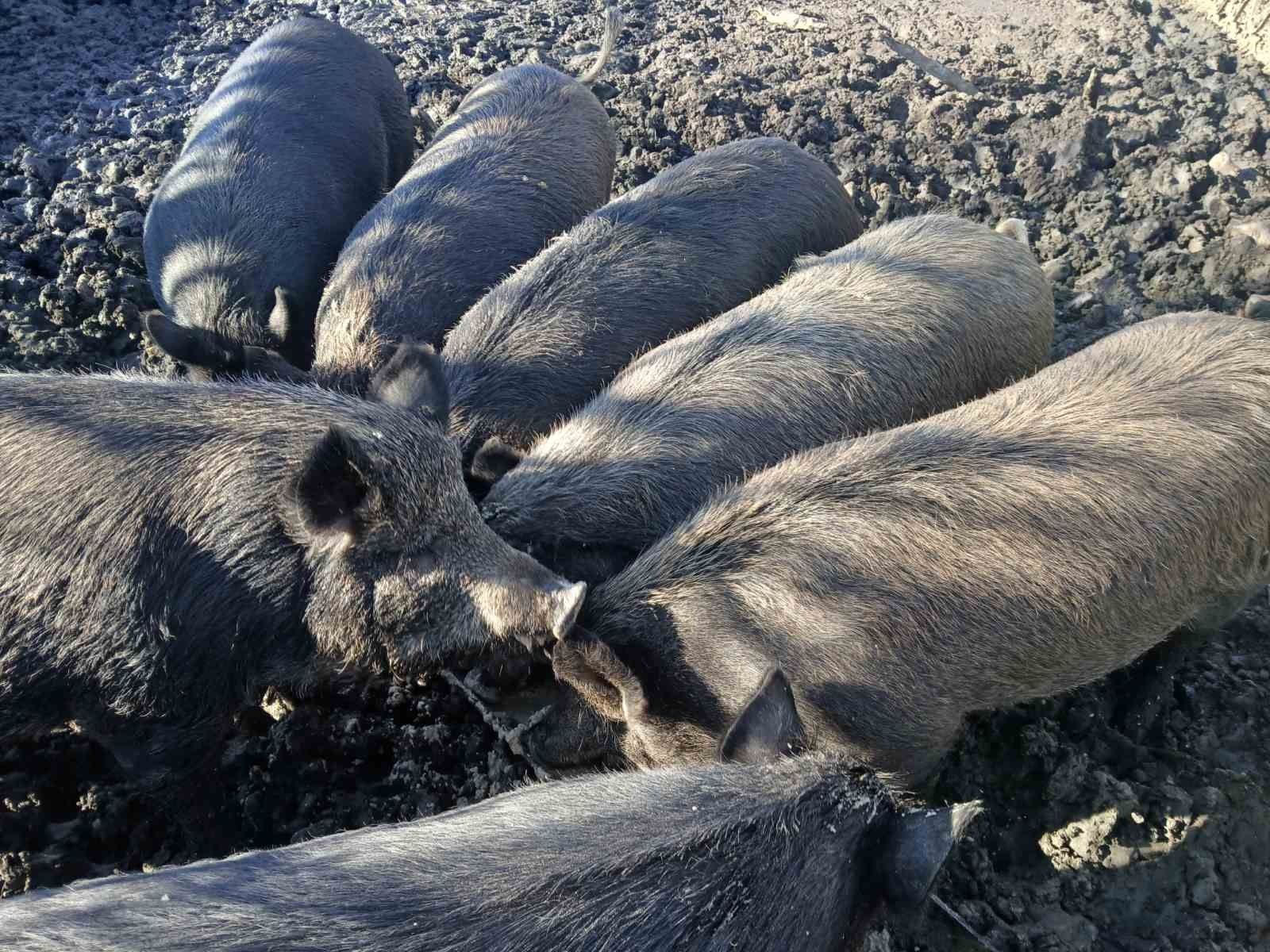 Свині Бита вага кармал з диком