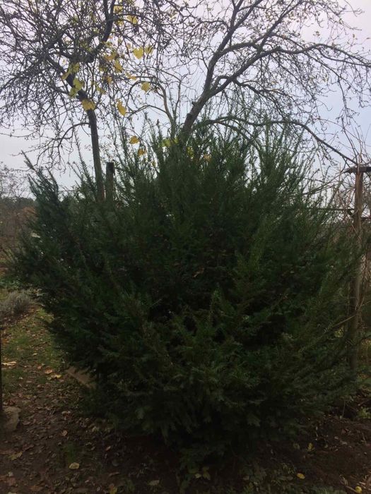 Тис ягідний великий