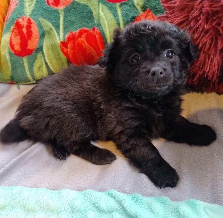 Czarne cudne maleństwo Daisy