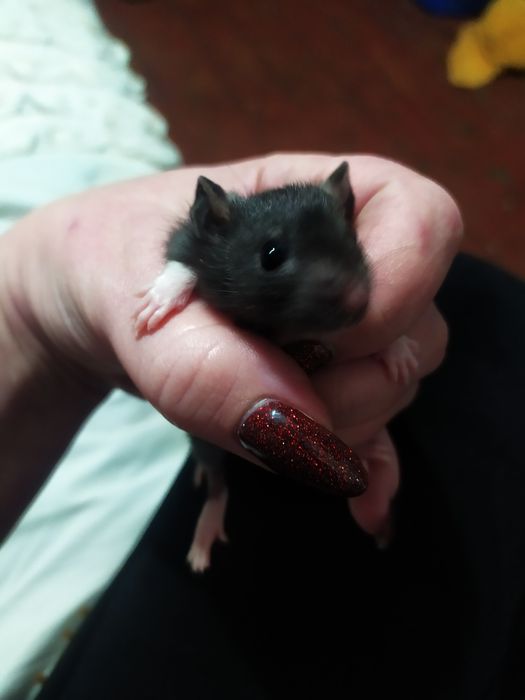 Крисинята, 17 квартал крыса, щур!