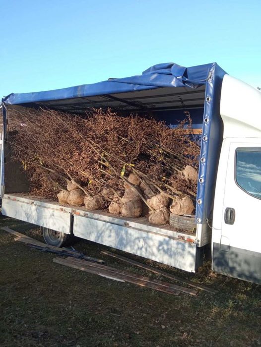 Wierzba iwa.Topola osika,brzoza brodawkowata,jesion wyniosły,grab,buk