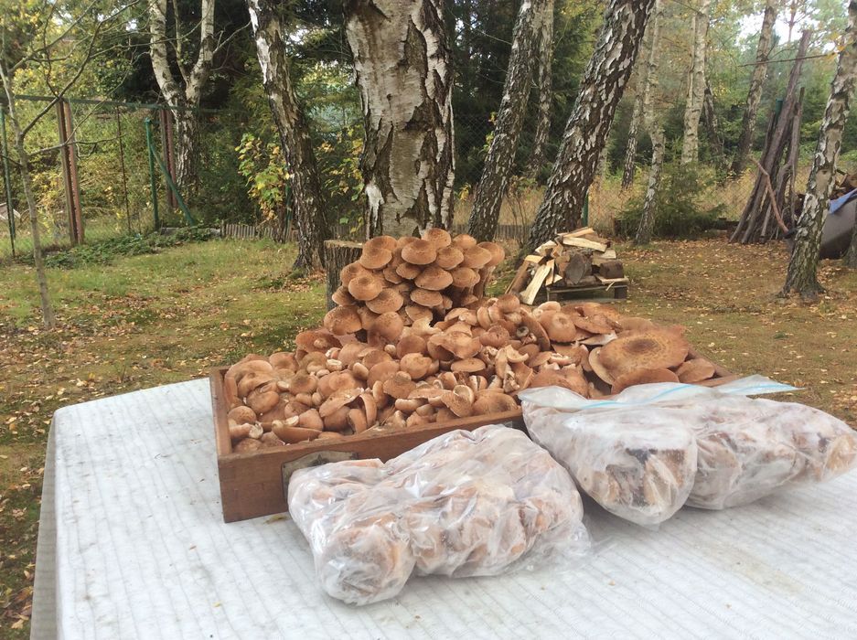 Grzyby mrożone gąska,opieńka.kurka,maślak.