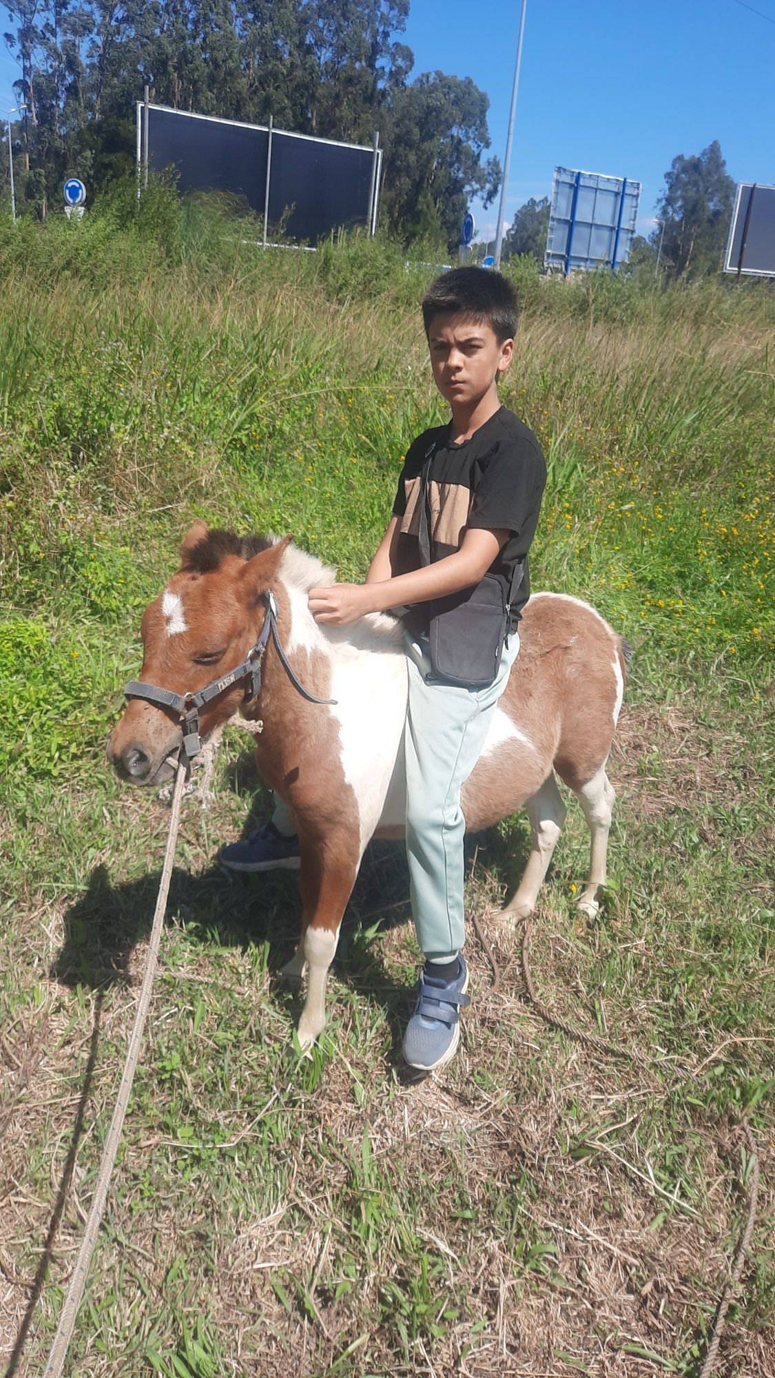 Ponei macho 8 meses