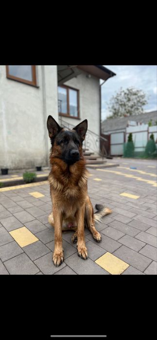 Німецька Вівчарка