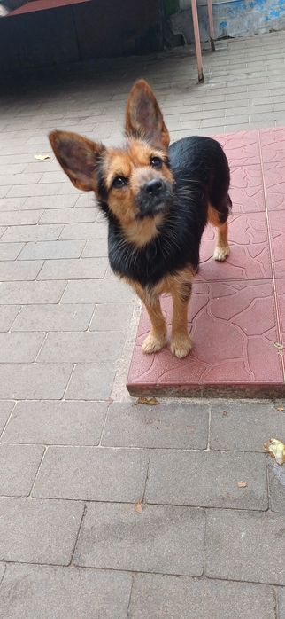 Декоративна міні дівчинка 5 кг