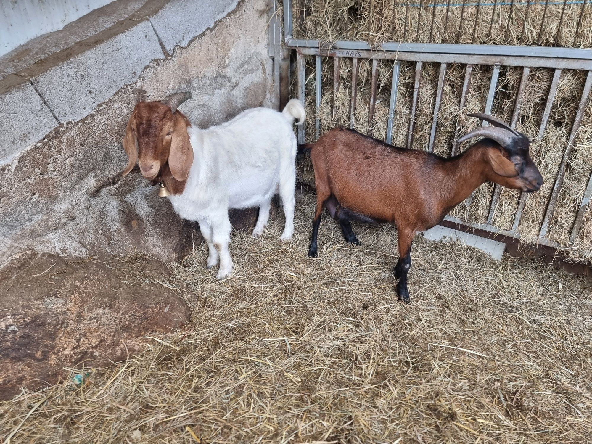 Vendo cabra nova, mãe de um cabrito  Boer,