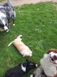 Border Collie suczka