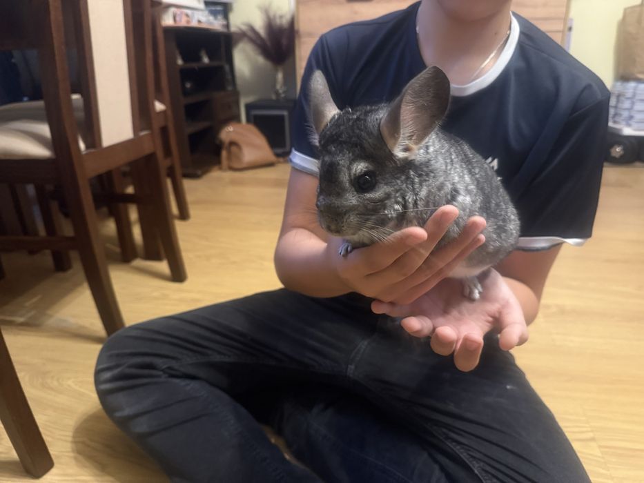 Dwie szynszyle z wolierą- samiczki