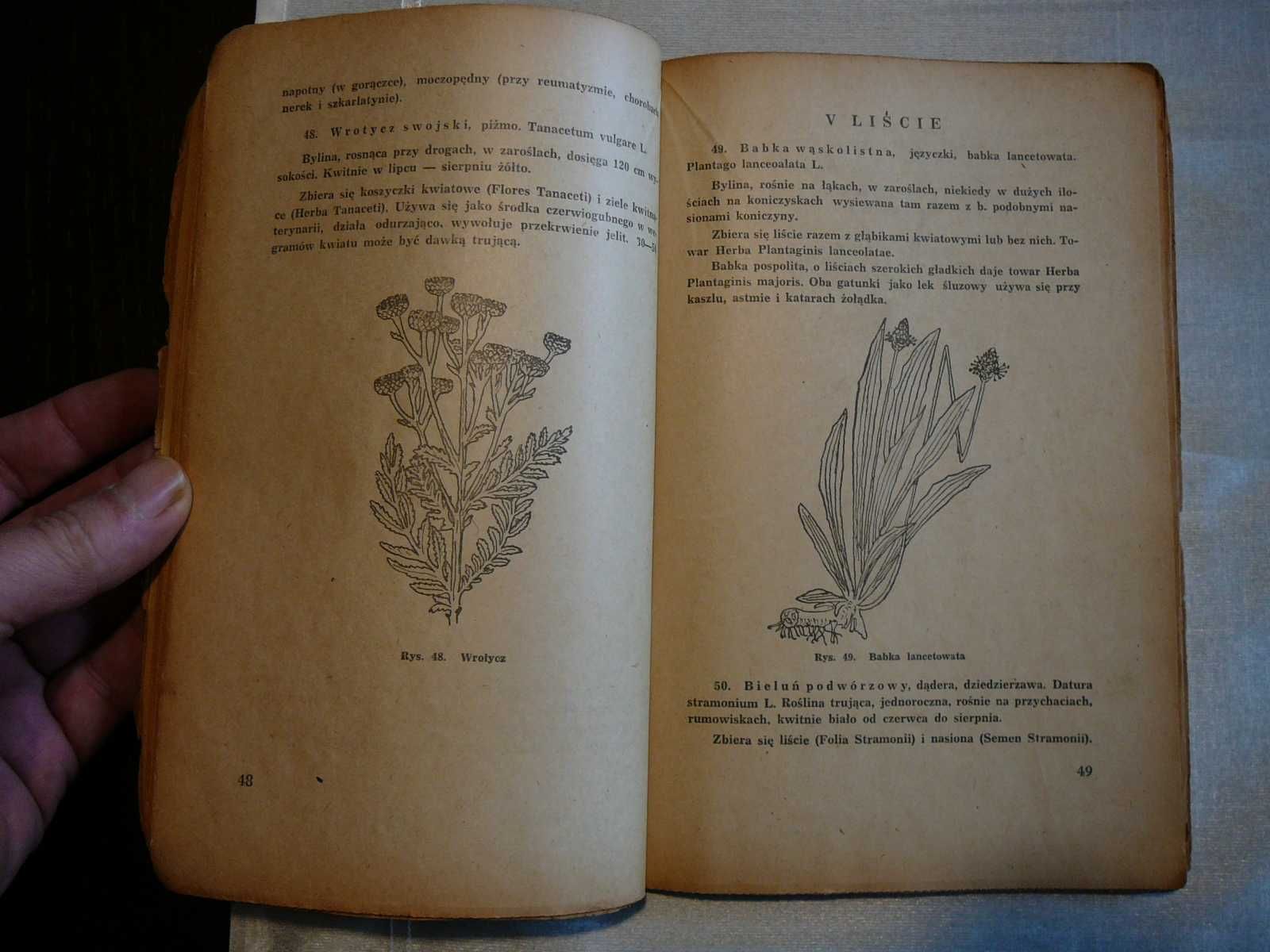 J. Czystowski Rośliny lecznicze w rysunku i opisie 125 roślin