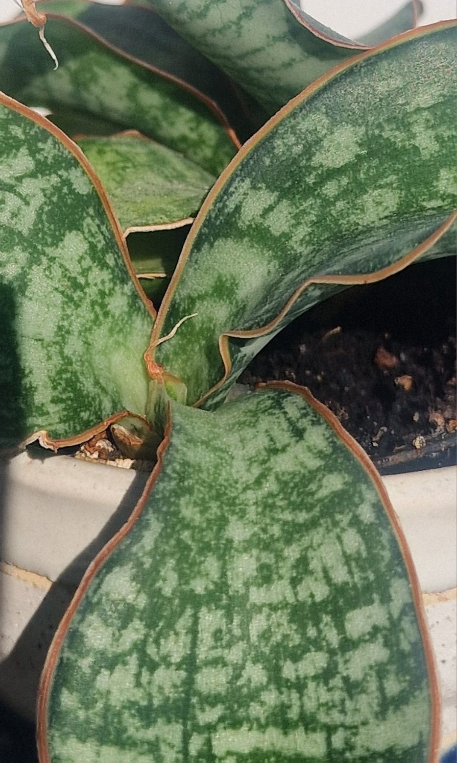 Sansevieria Elliptica" Horwood" liliputana