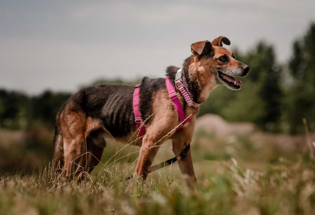 Thor - czy znajdę szczęście, dom i człowieka - pies do adopcji