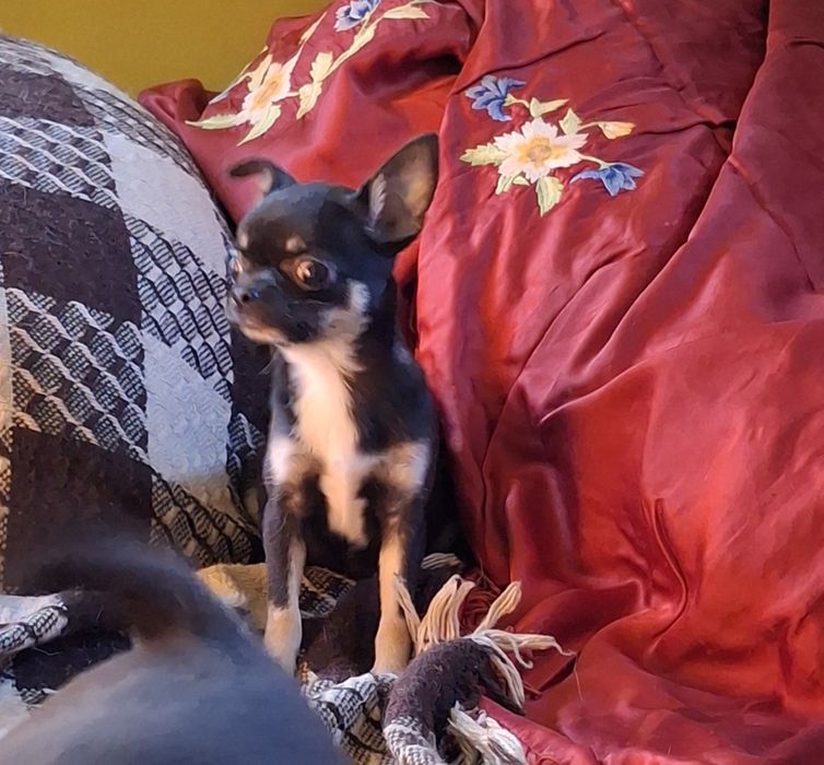 Chihuahua Tricolor