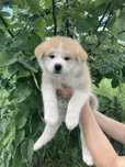 Akita Inu - Piękna czerwona sunia  !6 Lipca gotowe do zmiany domu!