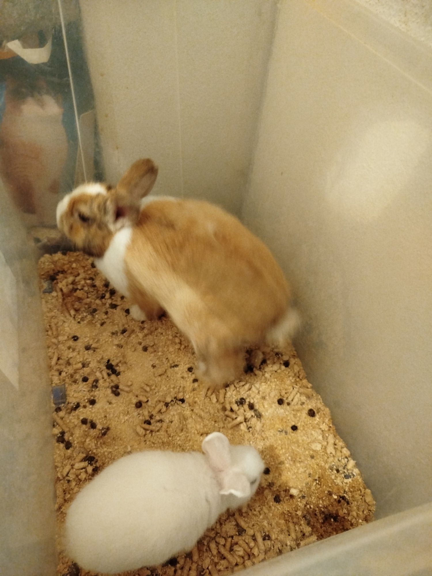 Vendo coelhos anões