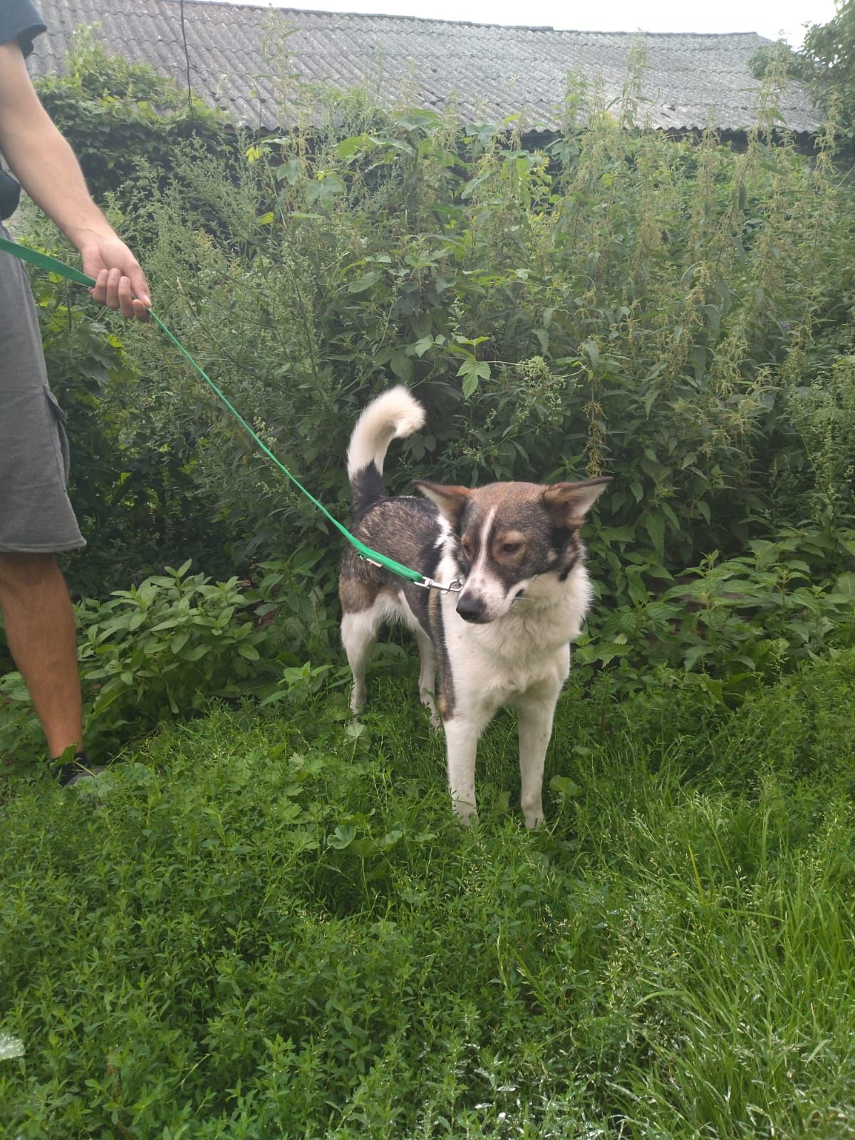 Suczka w typie border collie do adopcji