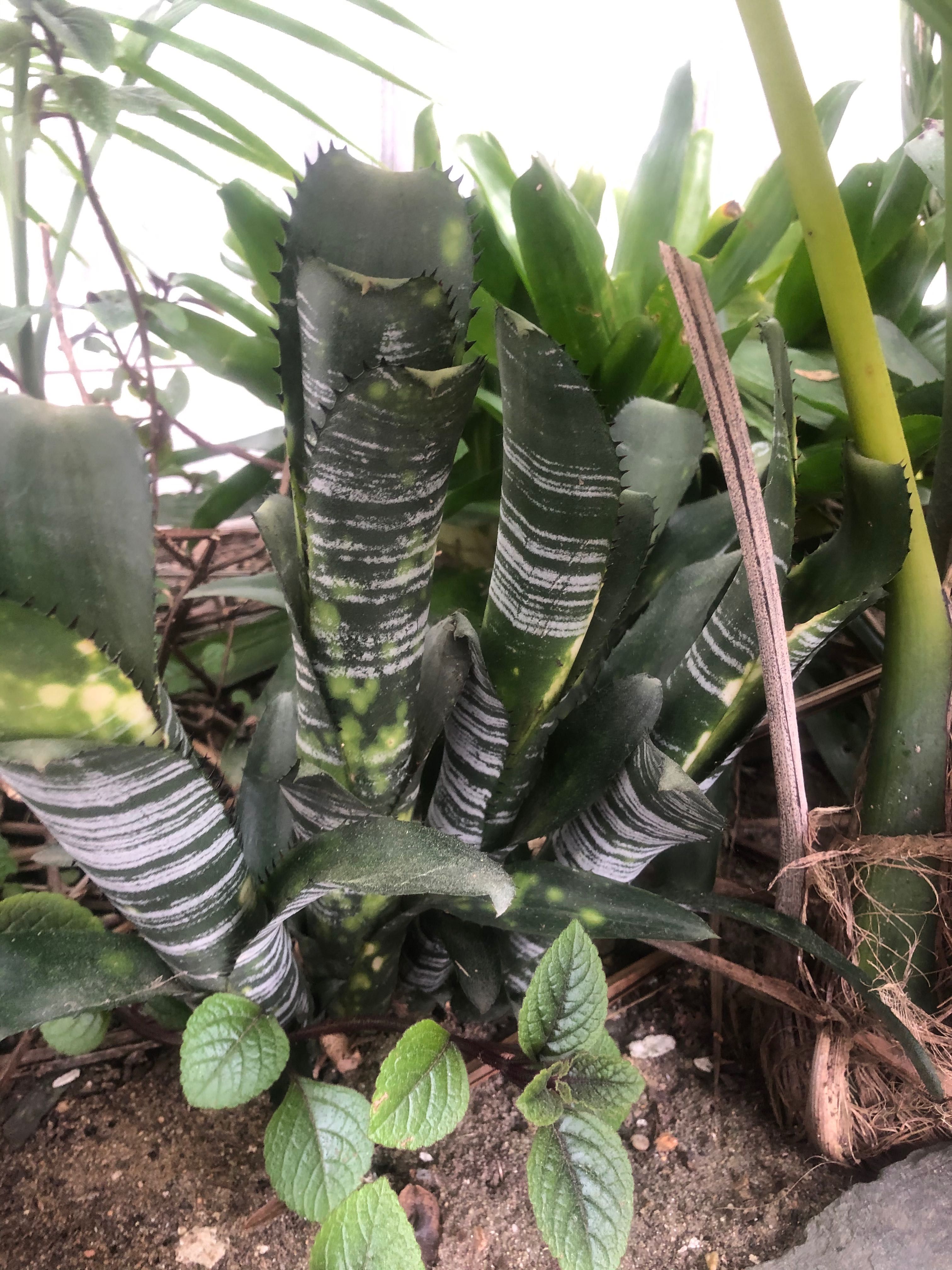 Palmeiras pequenas e juvenis, agaves e bromélias