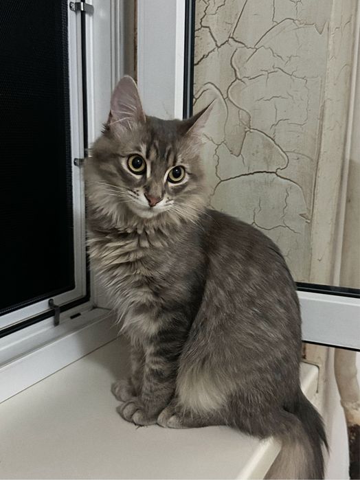 Кошеня Скай шукає новий дім