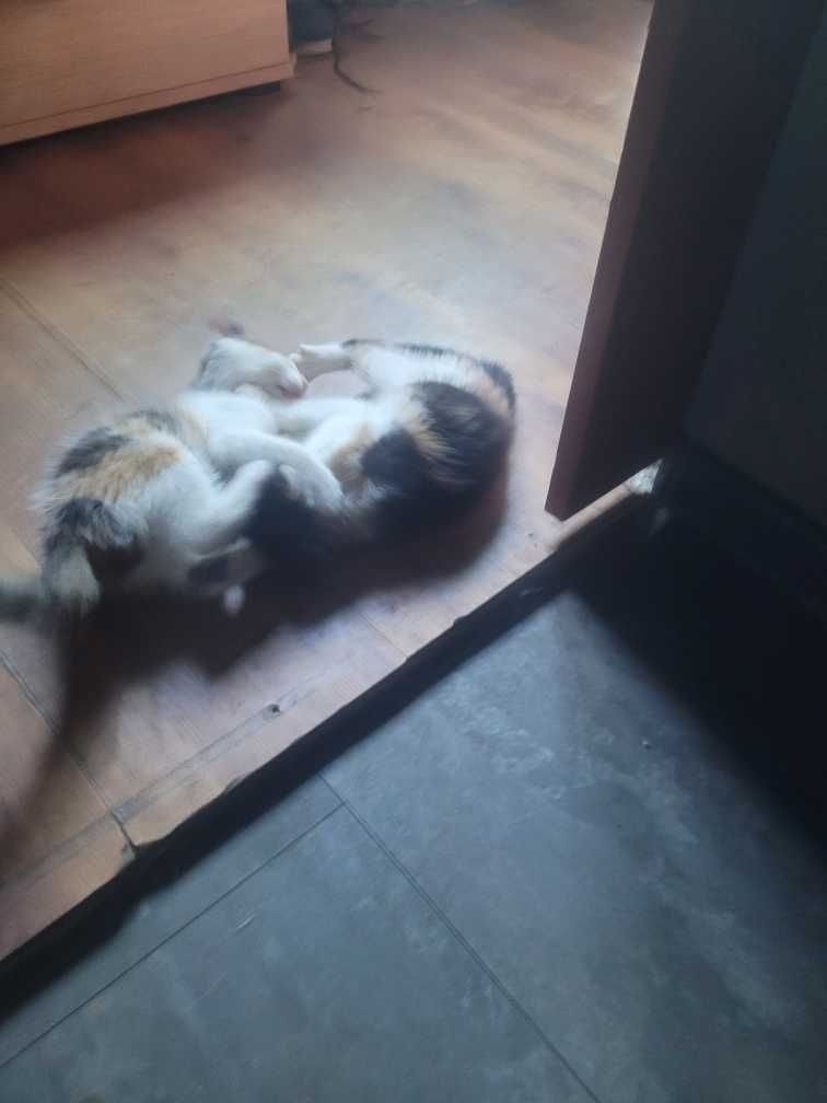 Mała śliczna kotka szuka domu