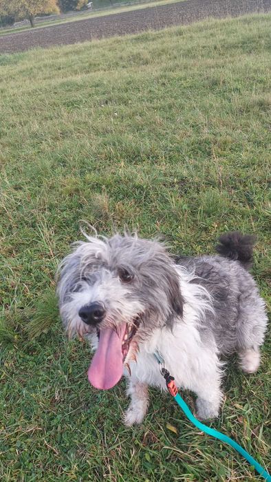 Ozi – młody, mądry pies w typie PON-a szuka odpowiedzialnego domu