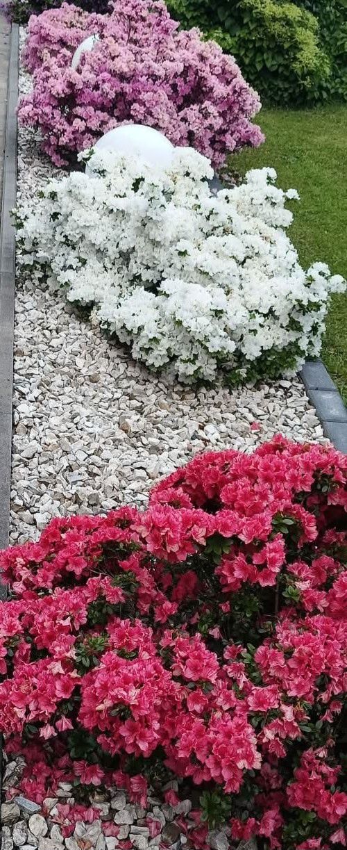 Rododendron Różanecznik zimozielony krzew kwinacy duże sadzonki