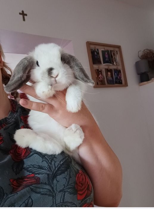 Mini lop oddam samiczka
