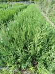 Cupressus Leylandes (50-60 cm)