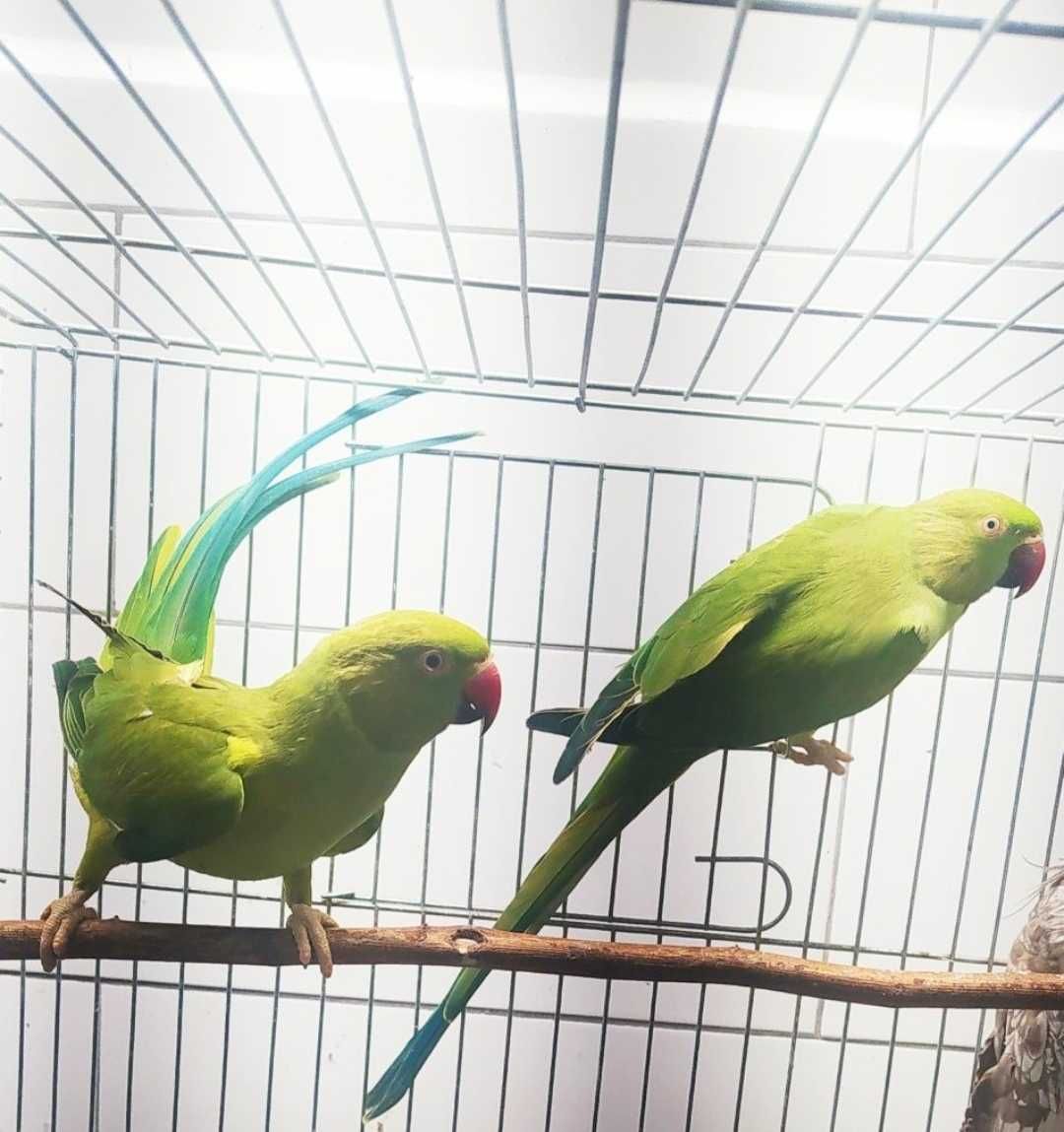Papugi Aleksanddretty obrożne zielone -młode