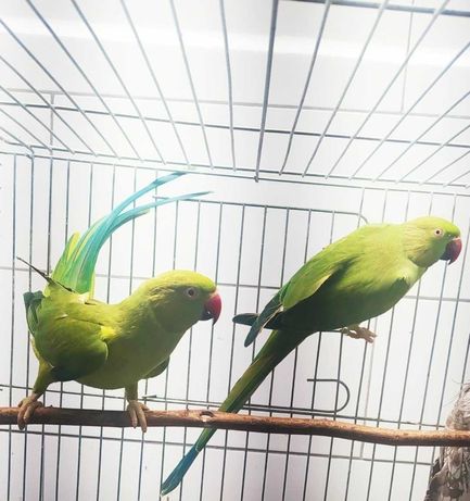 Papugi Aleksanddretty obrożne zielone -młode 2022