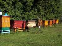 Rodziny pszczele, pszczoły, ule, matki pszczele