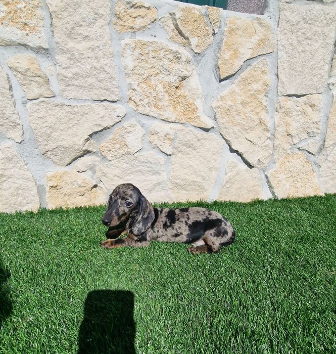 Teckel Black Merle Macho