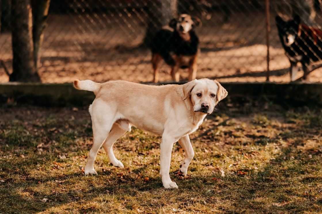 Pełen energii i radości Frodo w typie labradora szuka domu!!!