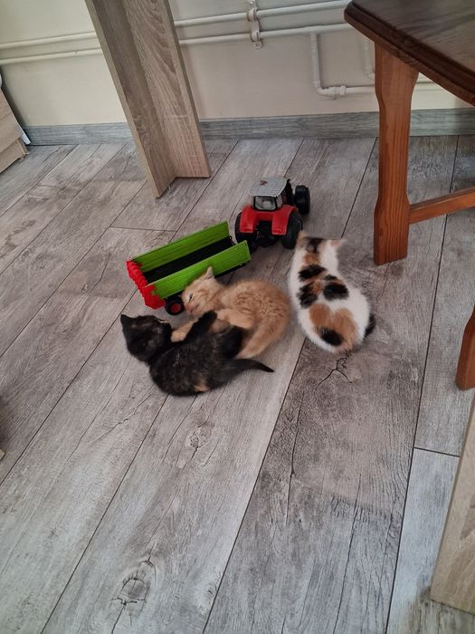 Oddam kotki w dobre ręce