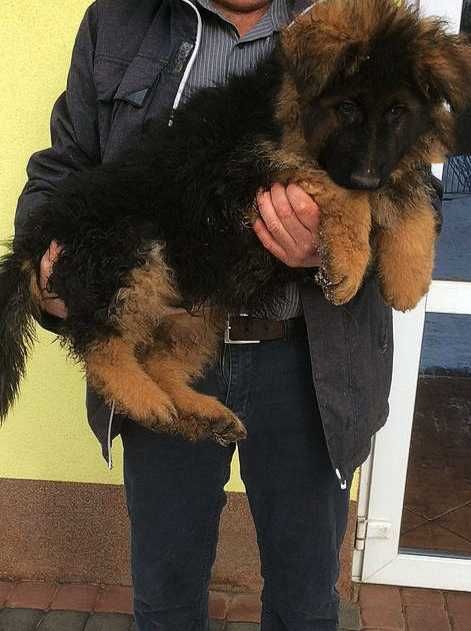 Owczarek niemiecki długowłosy potężny szczeniak A po potężnych psach