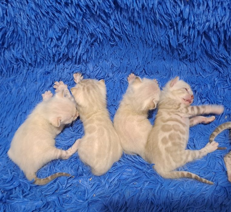 Снежные бенгальские котята кот кошка